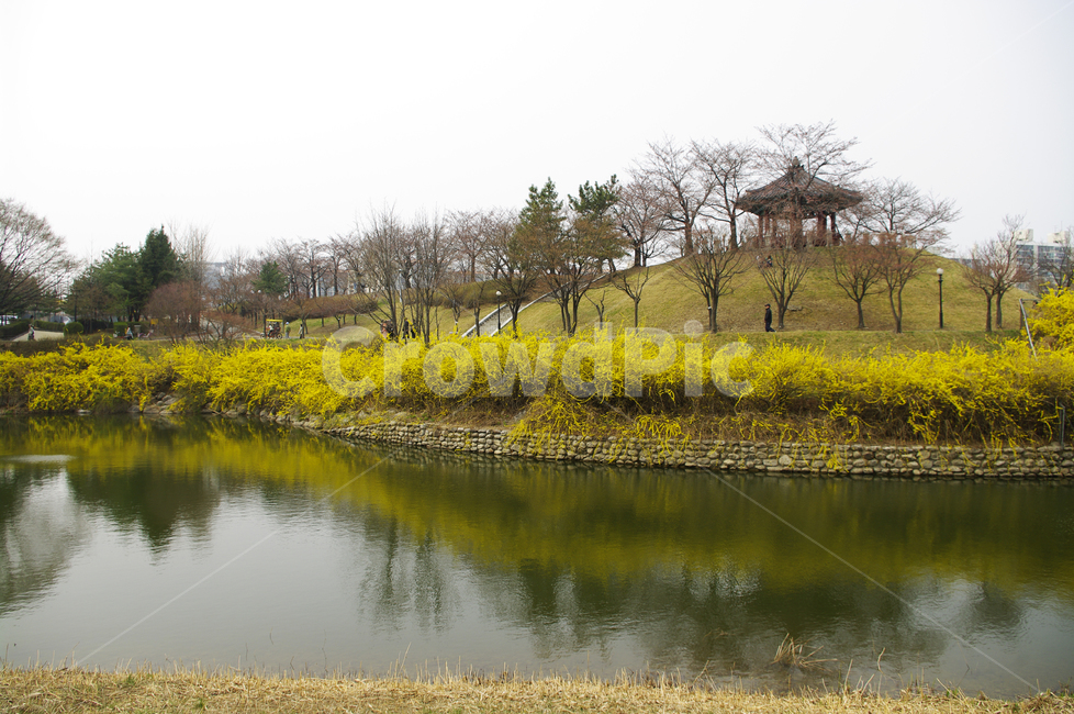 호수,나무,공원,식물,plant,봄,spring,계절,개나리,봄꽃,풍경,봄,계절,spring,season,자연,풍경,nature,landscape,water,물,land,땅,outdoors,옥외
