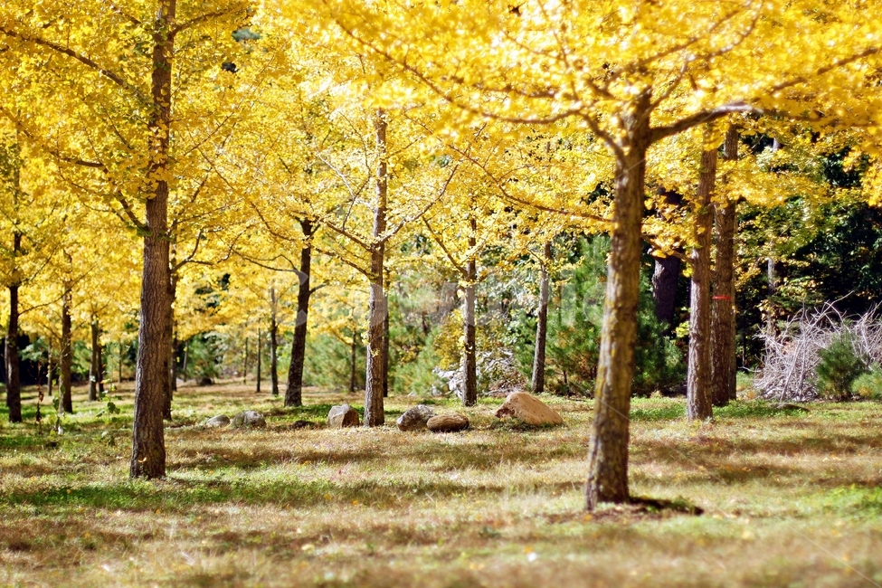단풍,은행나무,은행나무잎,은행나무숲,가을,나무,분위기,감성,노랑,yellow,숲,fall,풍경,landmark,landscape,가을,계절,fall,autumn,season,자연,풍경,nature,landscape,plant,식물,tree,tree trunk,나무 줄기,vegetation,초목,woodland,삼림지,land,땅,outdoors,옥외,forest