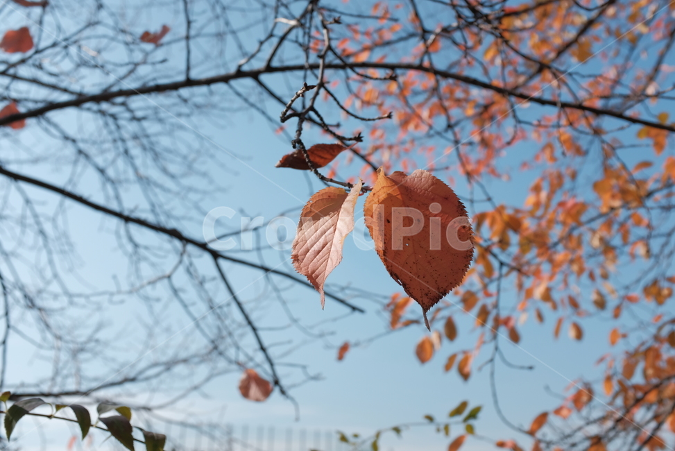 단풍,단풍잎,나뭇잎,하늘,나무,가을,가을,계절,fall,autumn,season,veins,정맥