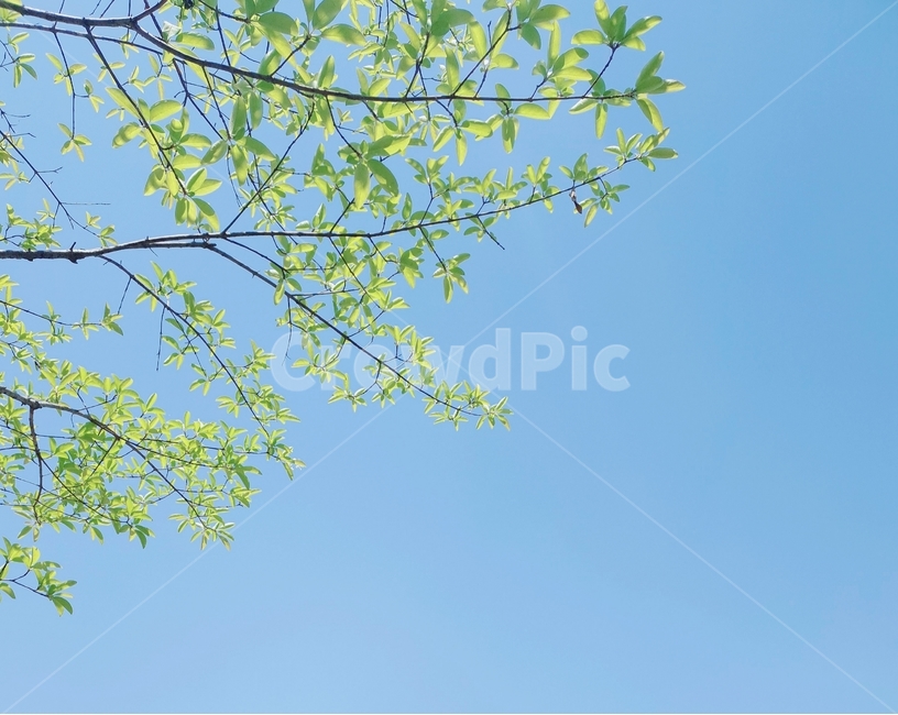 tree,나무,plant,sky,하늘,새싹