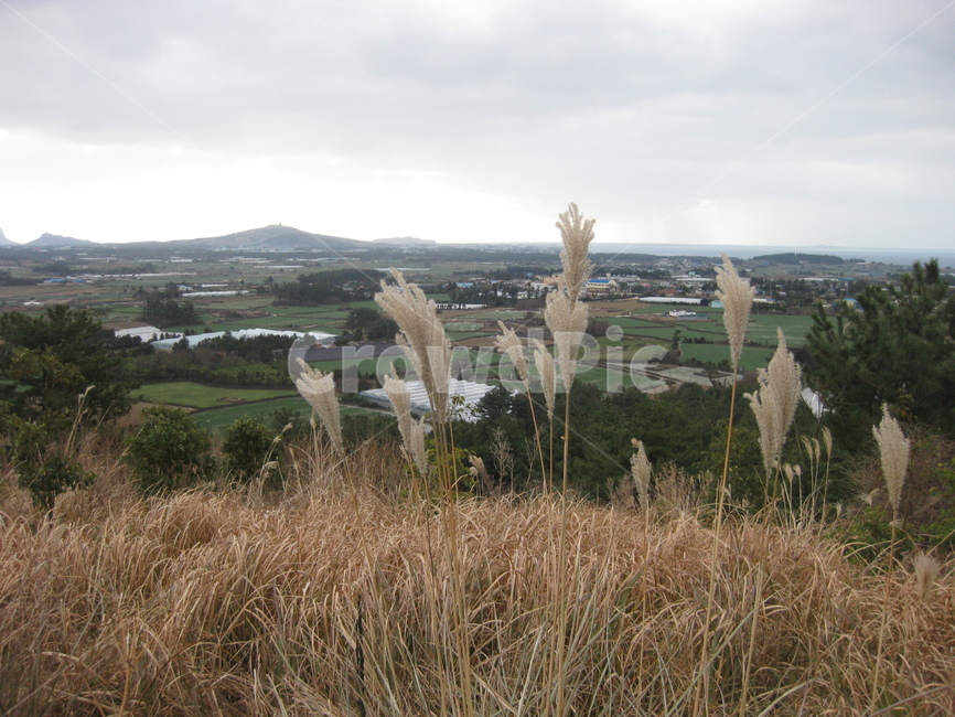 잔디,식물,풍경,억새,갈대,grass,plant