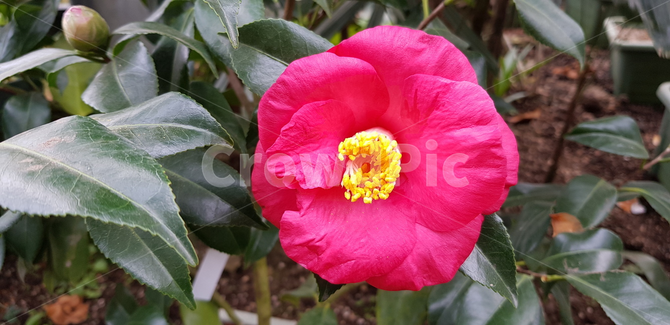 꽃,flower,식물,빨간색,노랑,초록,잎,꽃잎,겨울,사랑스러움,이쁨,화려,blossom