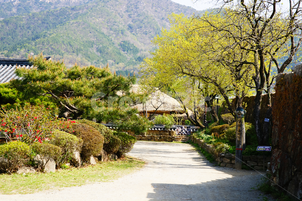 봄,봄꽃,새싹,초가집,기와,전통,봄,계절,spring,season,시골,마을,풍경,landscape,country,rural,town,한국전통,한국문화,korean traditional,korean culture,outdoors,옥외,tree,나무,plant,식물