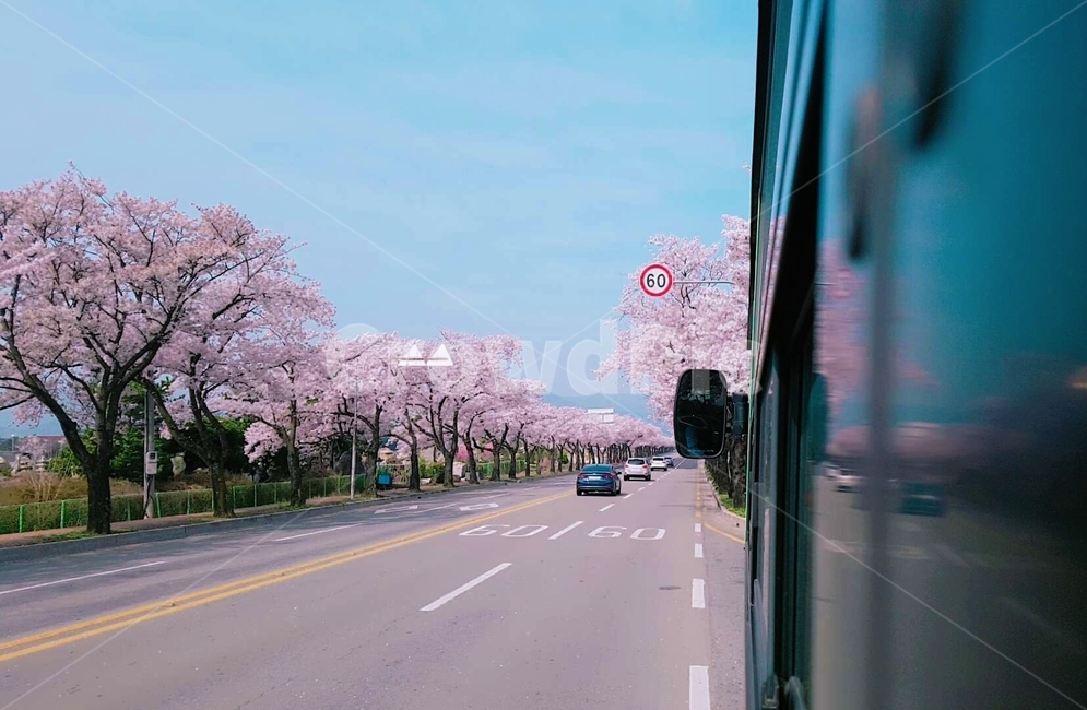 봄,벚꽃,road,spring,cherryblossoms,차도,버스,분홍색,pink,대중교통,나무,거리,경주,봄,계절,spring,season,교통,교통수단,traffic,transportation,automobile,자동차,car,차,vehicle,차량,plant,식물