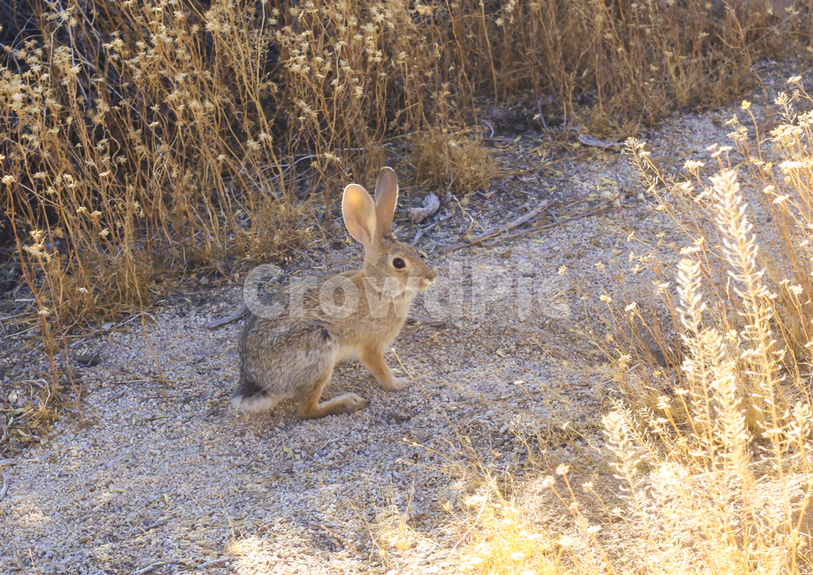 USA,nature,rabbit,Joshua Tree National Park,rabit,wild animals,autumn,joshuatree,wildlife