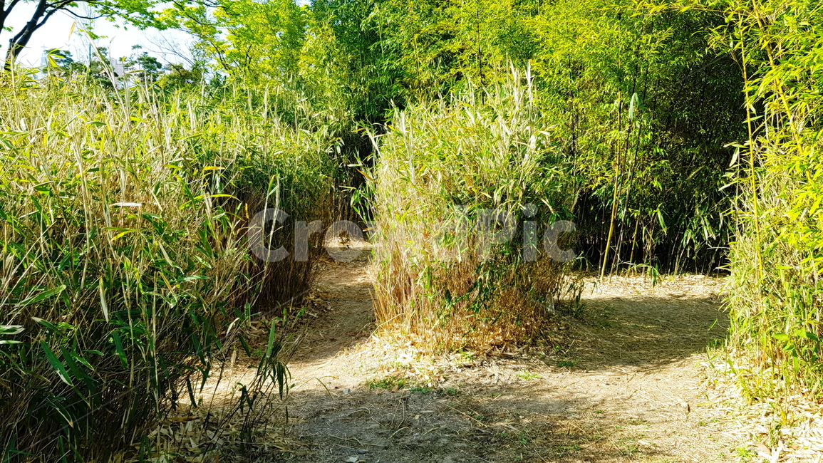대나무,대나무숲,공원,정원,숲,나무,갈래길,자연,풍경,nature,landscape,plant,식물