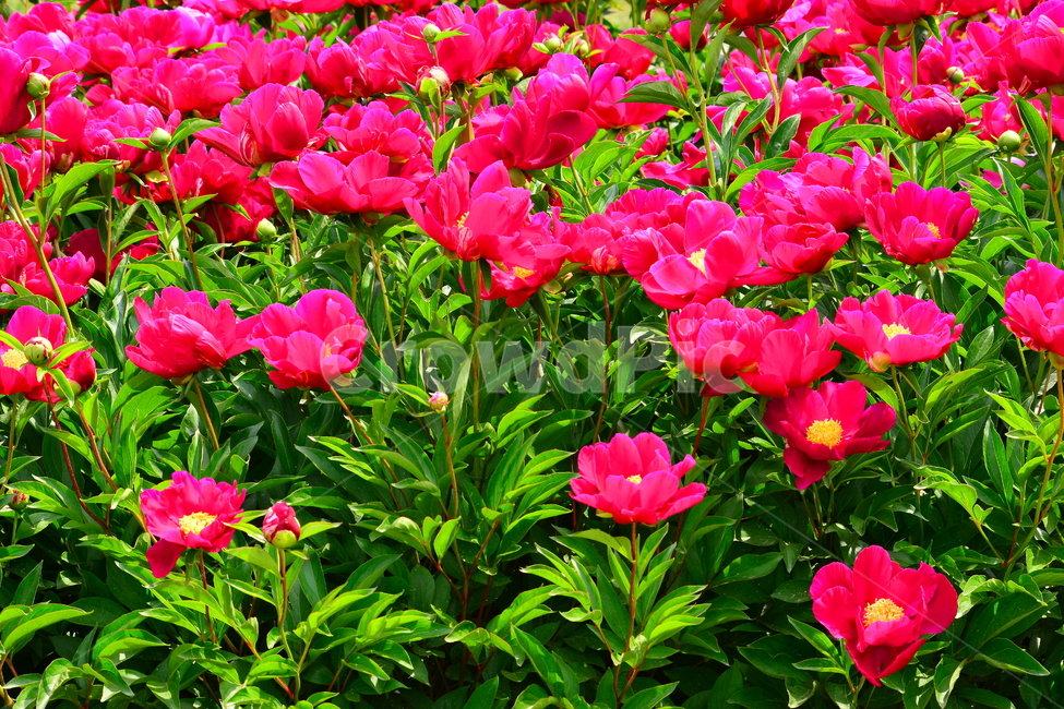 봄,봄꽃,봄이미지,꽃,빨강색,레드,flowers,green,군락지,작약,화단,정원,가든,공원,꽃밭,절정,가득,화려한,강렬한,정열,passion,작약꽃,약용식물,봄,계절,spring,season,식물,자연,plants,nature,꽃,flower,blossom,petal,꽃잎,plant,geranium,제라늄