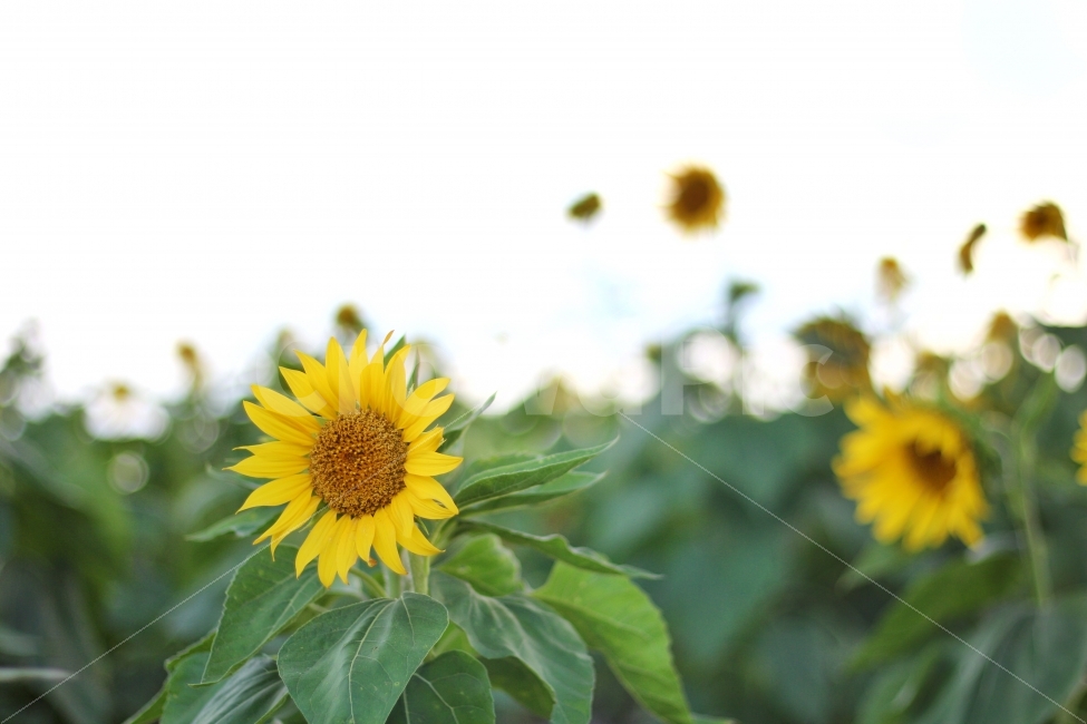 풍경,해바라기,감성,아웃포커싱,노란색,식물,자연,plants,nature,꽃,flower