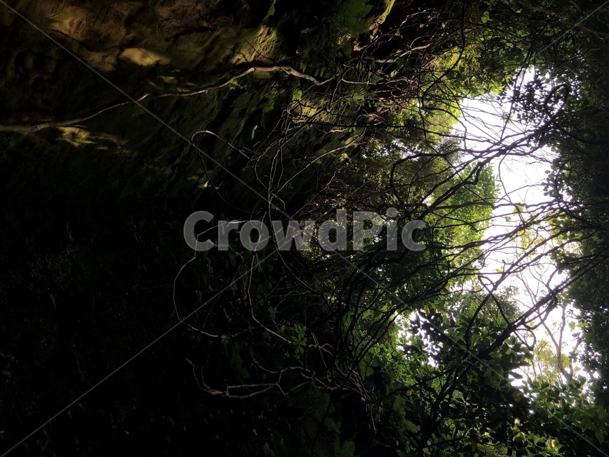 나무,자연,그림자,어둠,풀,tree,green,초록,빛,하늘