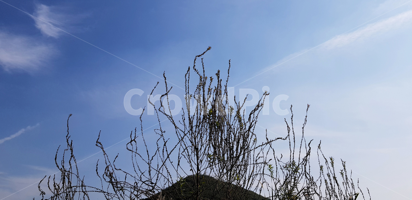 하늘,공원,갈대,자연,식물,식물,자연,plants,nature