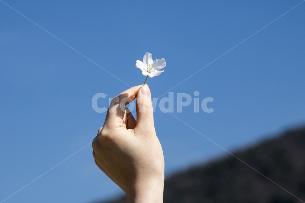 벚꽃,꽃,봄꽃,손,하늘,봄,계절,spring,season,plant,식물