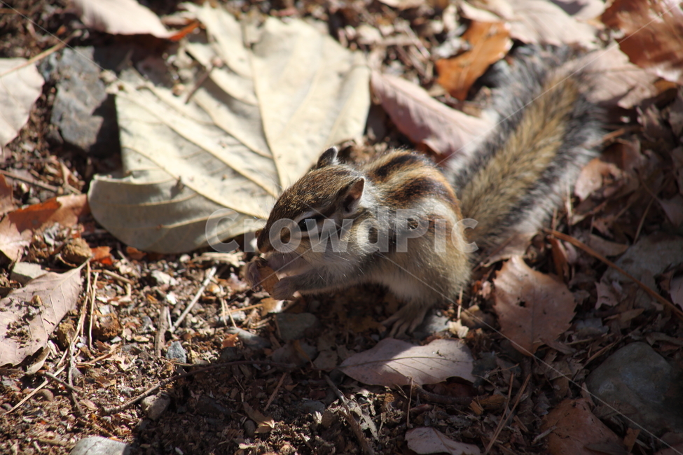 야생동물,다람쥐,줄무늬다람쥐,동물,squirrel,chipmunk,한국다람쥐,Siberianchipmunk,동물,animal,포유류,mammal