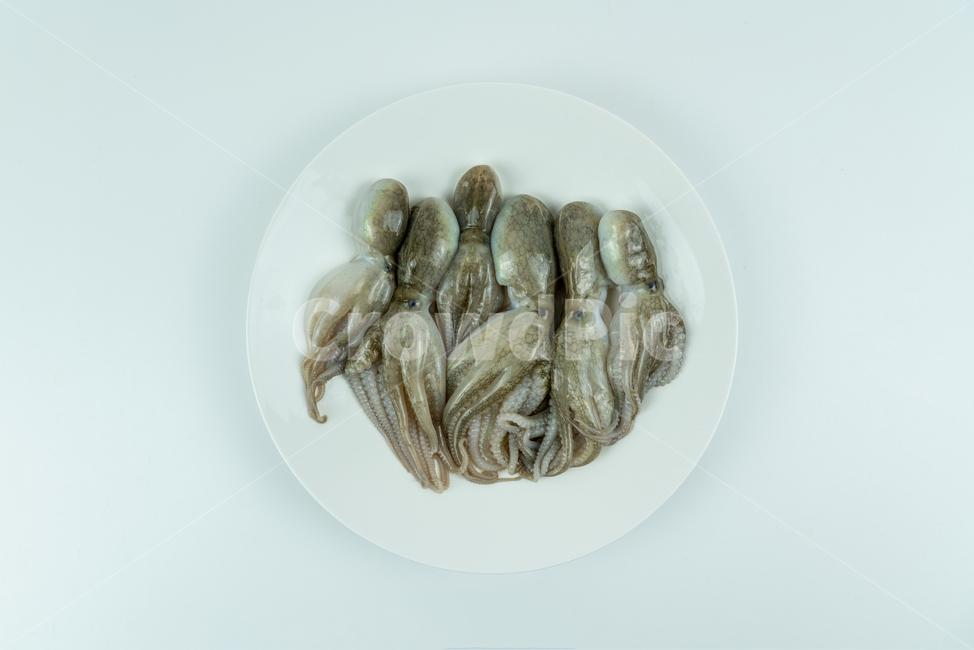 해산물,해물,낙지,주꾸미,요리재료,음식재료,어류,해양생물,문어,싱싱한,신선한,요리,음식,식품,누끼,동물