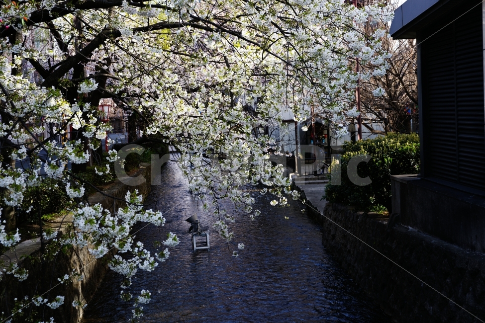 해외,일본,교토,시라가와,벚꽃,봄,계절,spring,season,해외,외국,세계,foreign,oversea,world,식물,자연,plants,nature,꽃,flower,plant