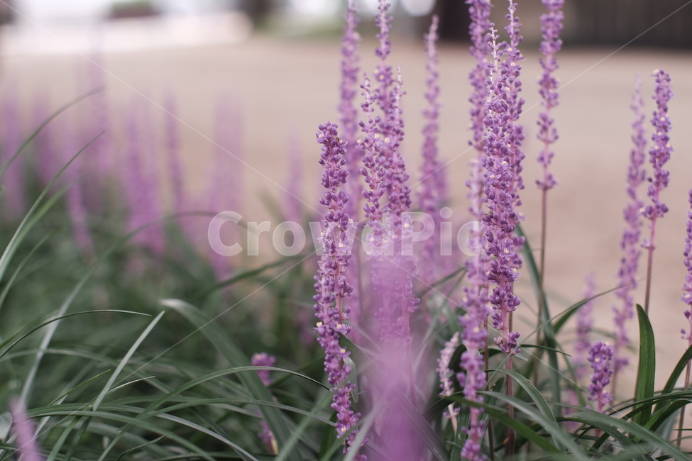 맥문동,보라색꽃,꽃,flower,여름꽃,맥문동꽃,식물,자연,plants,nature,꽃,flower