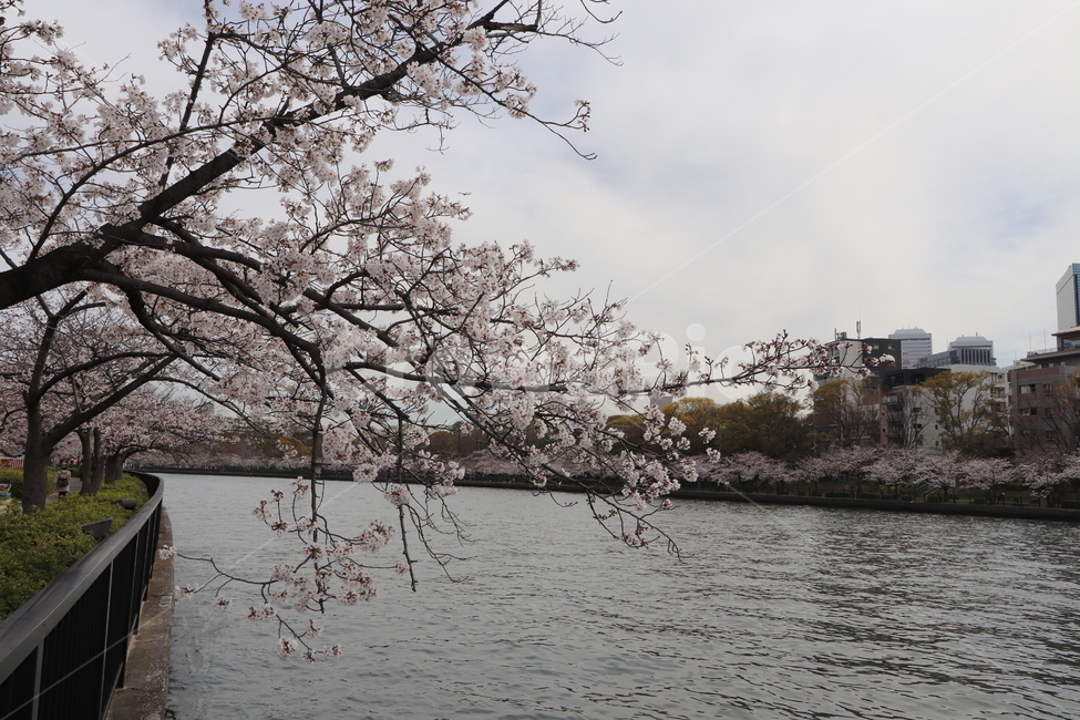 일본,오사카,조폐국,벚꽃,강,봄,계절,spring,season,해외,외국,세계,foreign,oversea,world,plant,식물,blossom,꽃,cherry blossom,flower