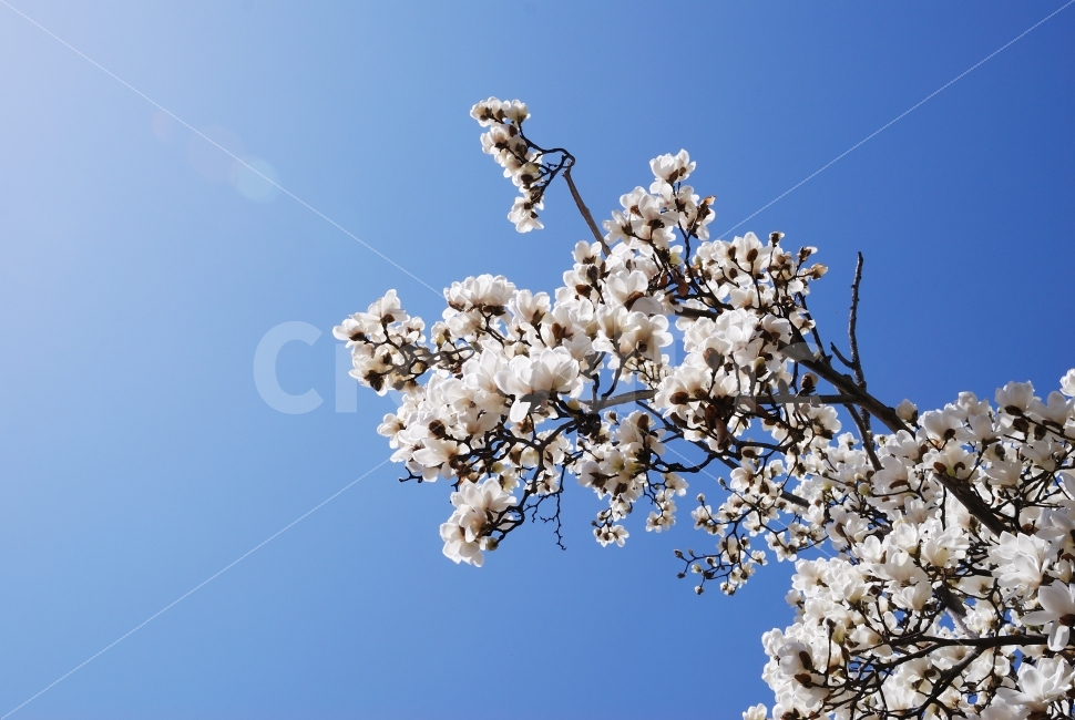목련,꽃,나무,자연,하늘,하얀,조경,공원,산,배경,만개,4월,봄,식물,자연,plants,nature,봄,계절,spring,season,꽃,flower