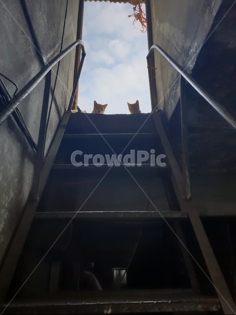 고양이,길고양이,동물,cat,kitty