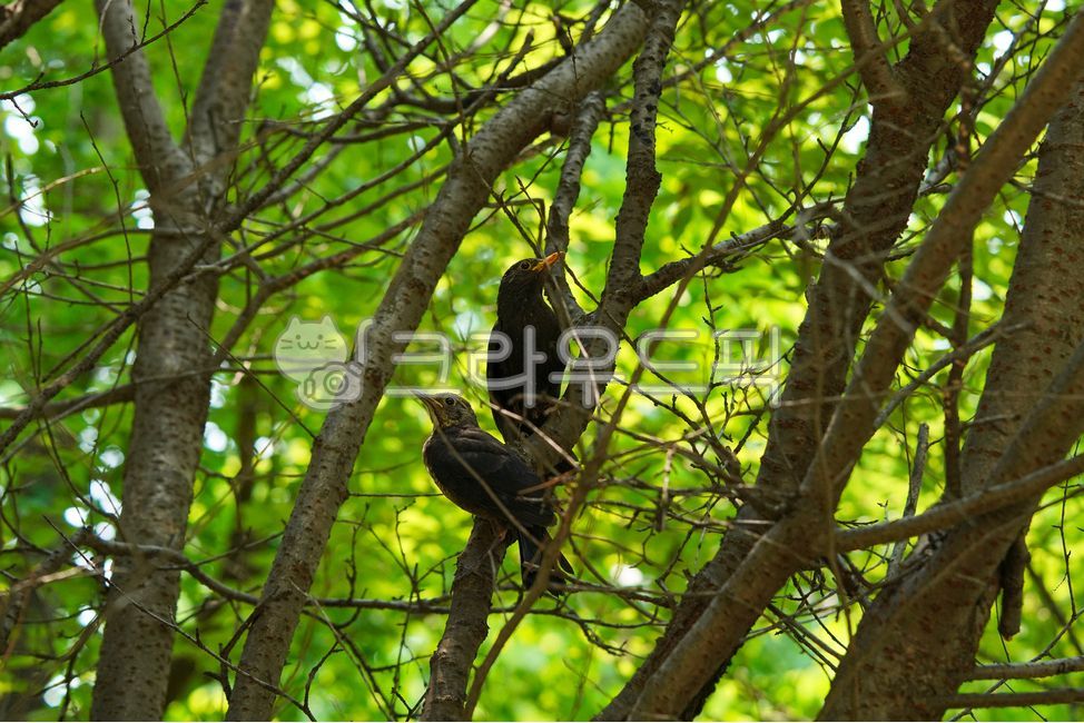 지빠귀,검은지빠귀,chineseblackbird,누른부리검은티티,나그네새