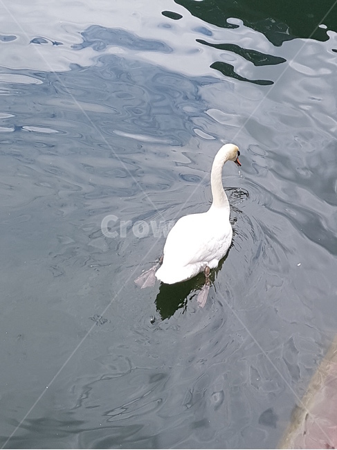 백조,호수,bird,새,동물,animal,동물,animal,조류,새,birds