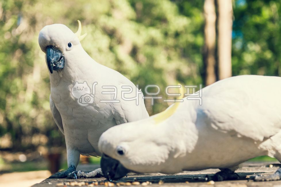 forest,beak,nature,tree,Birds,australia,animal sanctuary,2,White,outdoors,bird,stare,animal,wild,parrot,park,table