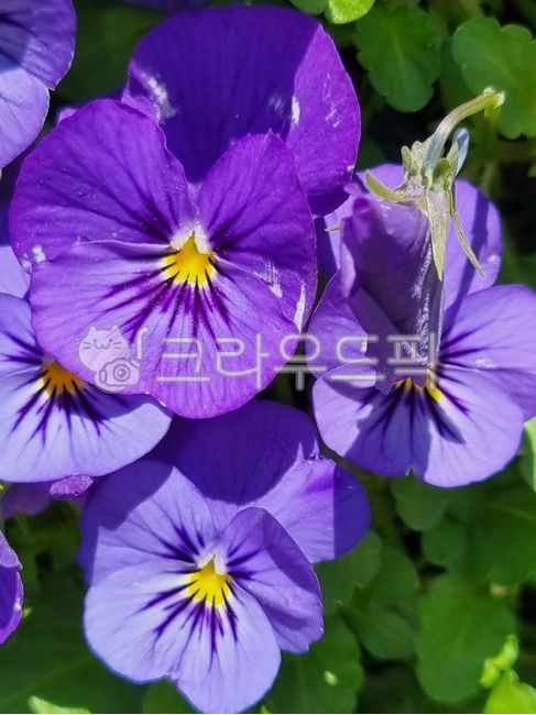 spring flowers,petal,wildflowers,purple,pansy flower,flower