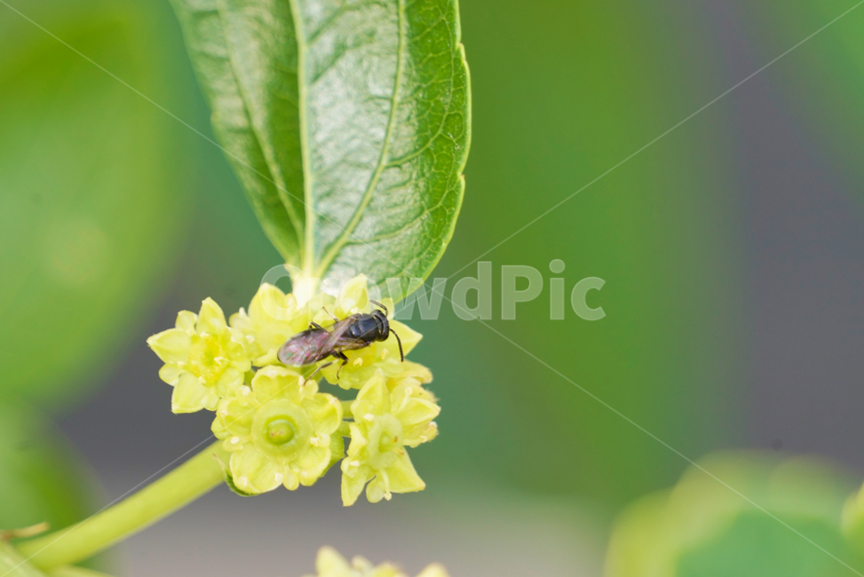 귤나무,귤꽃,접사,곤충,식물,화분,plant,nature,wood,insect