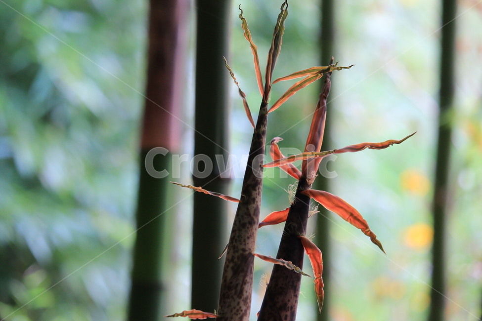 대나무,죽순,대숲,숲,식물,식물,자연,plants,nature