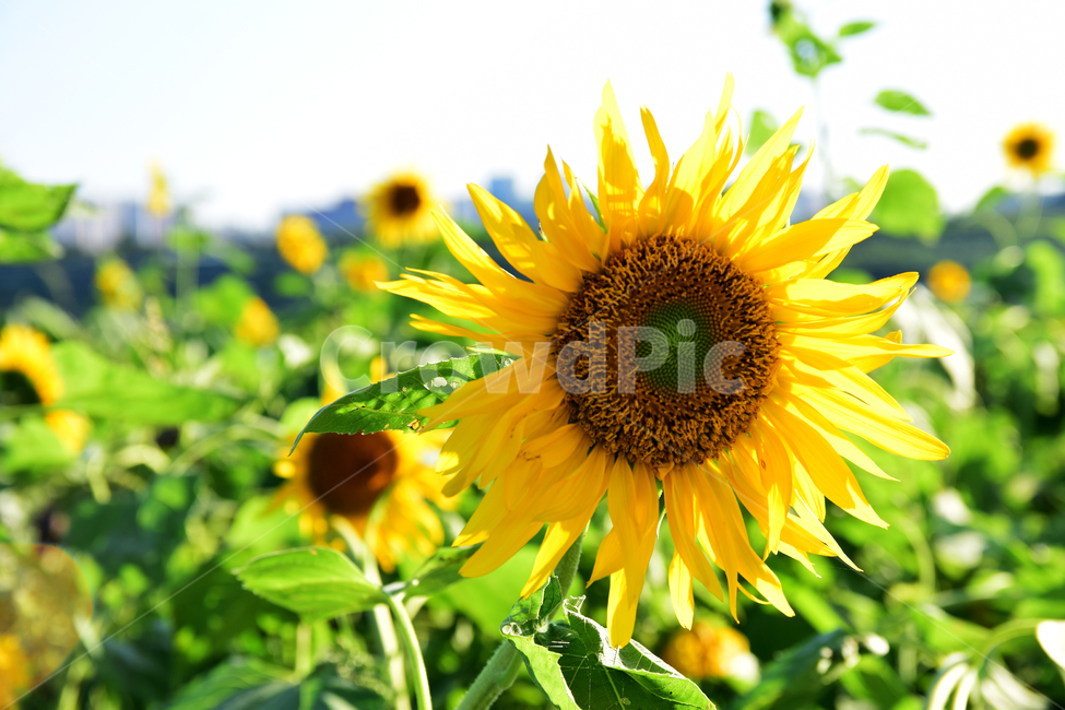 해바라기,해바라기꽃,꽃,해바라기잎,꽃잎,노란꽃,노랑색,플라워,식물,flower,plants,sunflower,yellow,여름,계절,summer,season,식물,자연,plants,nature,꽃,flower,plant,blossom