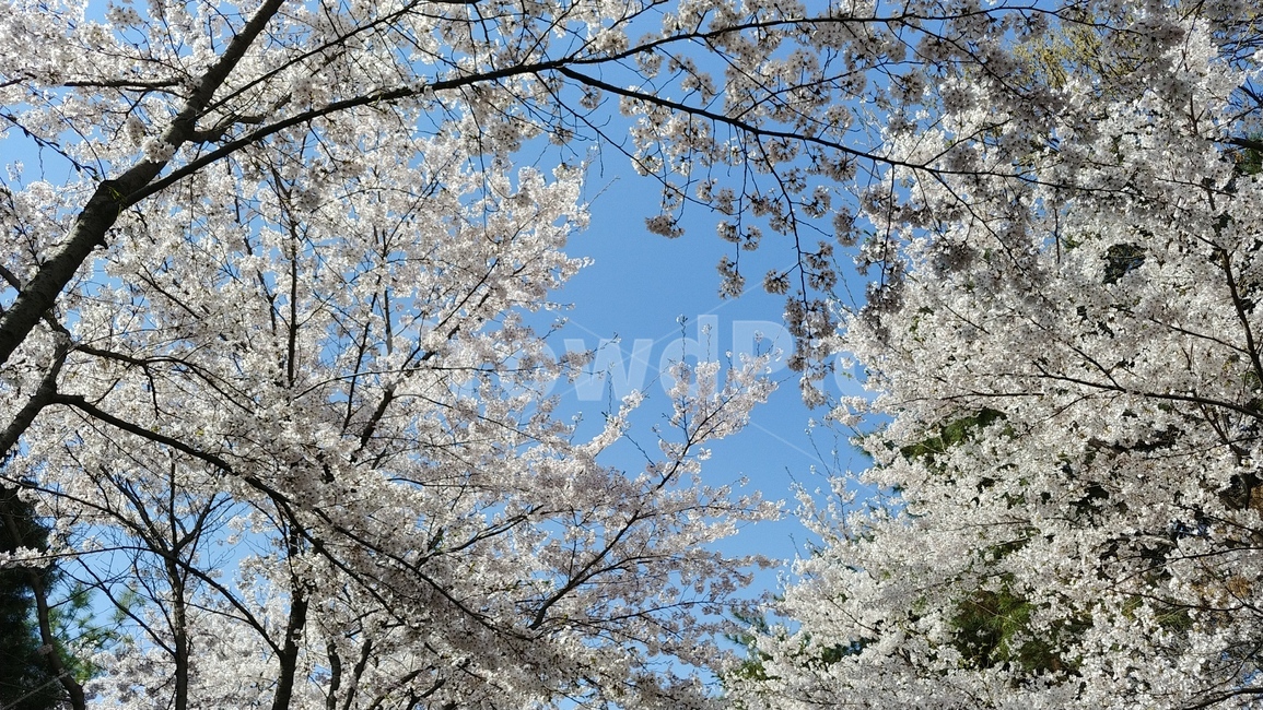 봄,벚꽃,벚나무,하늘,하얀,꽃잎,맑은,푸른