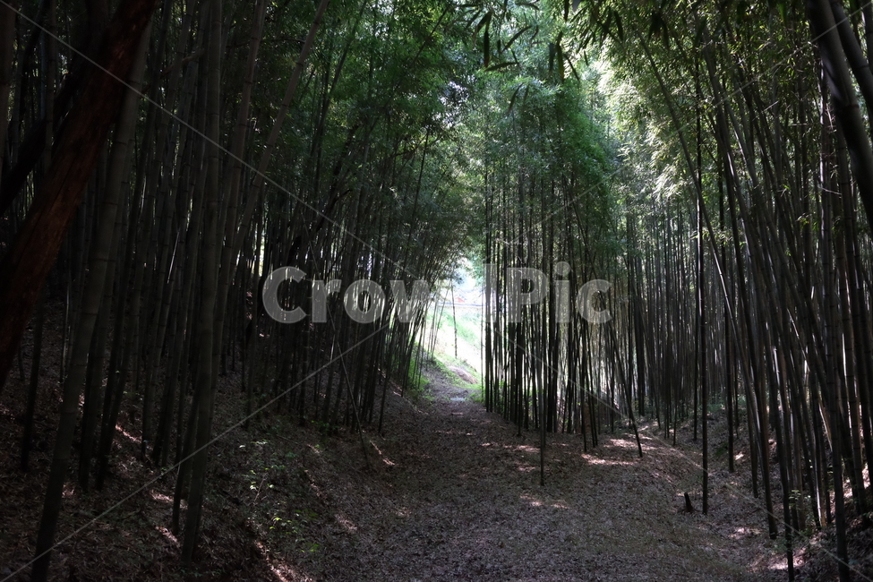 나무,숲,숲길,자연,풍경,nature,green,tree,초록