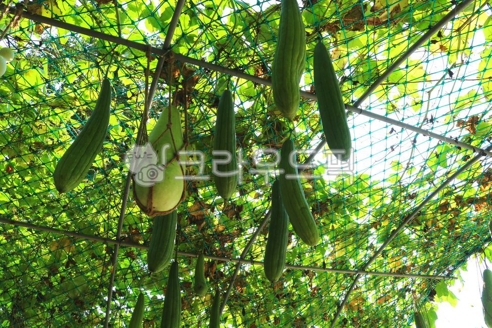 박,수세미,식물,덩굴식물,박과식물,열매,음식,재료,잎,수세미오이,자연