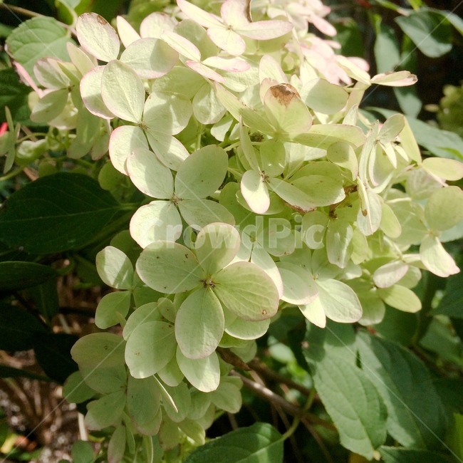 꽃,수국,자연,식물,flower,nature,plants,hydrangea