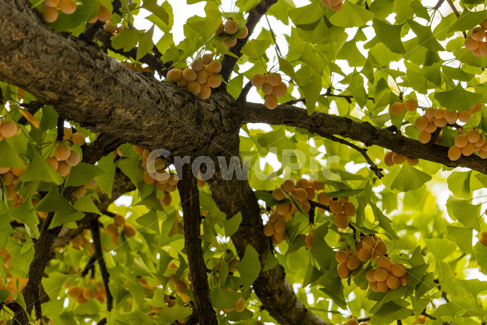 은행,은행나무,은행열매,은행나무열매,은행잎,ginkgo,가을,계절,fall,autumn,season,나무,trees,wood,과일,열매,fruit,plant,식물
