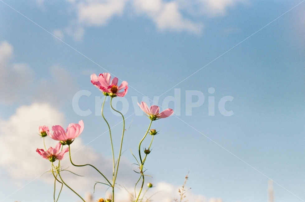 필름,감성,코스모스,꽃,하늘,가을,계절,fall,autumn,season,식물,자연,plants,nature,꽃,flower,감성,sensible,feeling,geranium,제라늄,plant,blossom,petal,꽃잎