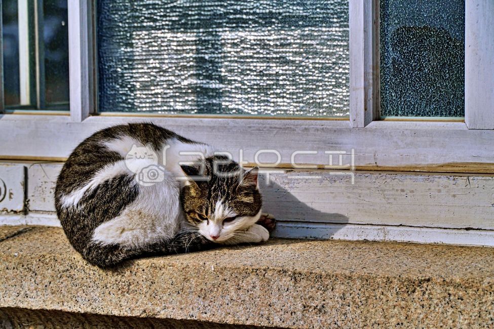 고양이,길고양이,유기묘,동물,animal,cat,alleycat,포유류,애완동물,mammal,pet,창문,창틀,window,windowsill,windowframes,windowledge,코숏,코리안숏헤어,코리안쇼트헤어,동물,animal,포유류,mammal,고양이,cat,kitten,kitty