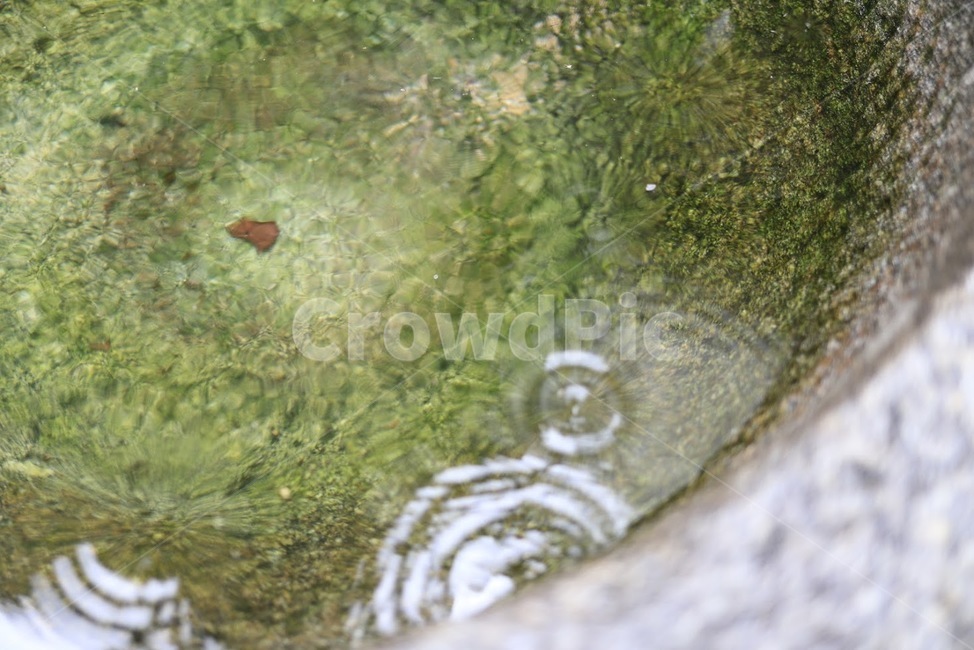 연못,비오는날풍경,비,이끼,풍경,여름,자연,풍경,nature,landscape,water,물,outdoors,옥외