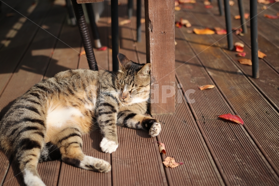 고양이,고양이사진,길고양이,동물,동물사진,낮잠,낮잠자는고양이,낮잠자는길고양이,cat,sleepycat,sleepy,잠자는고양이,동물,animal,포유류,mammal,고양이,cat,kitten,kitty