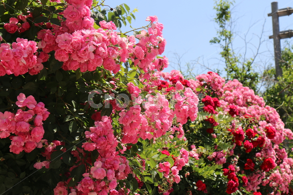 장미,초여름,여름꽃,rose,flowers,아름다운,분홍꽃,beautiful,화사한,여름,식물