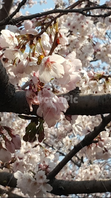 벚꽃,봄,나무,꽃,벚나무,flower,식물,자연,plants,nature,꽃,flower