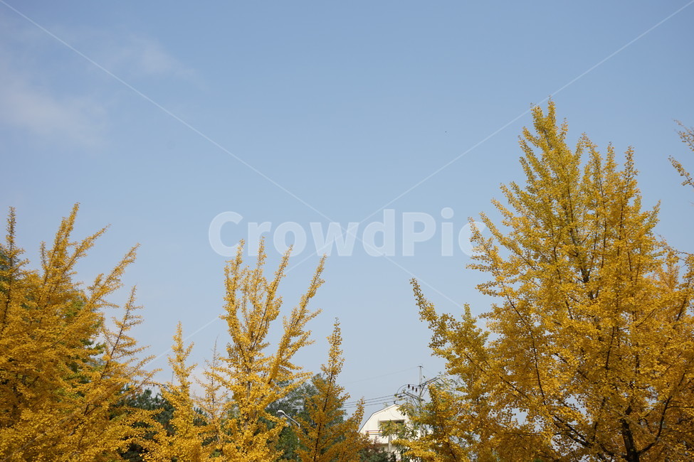 공원,봄,초록,계절,가을,낙엽,낙엽잎,노랑초록,가을같은