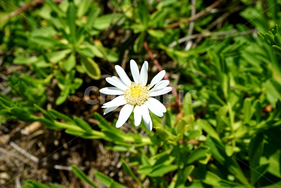 민들레,봄,꽃,봄꽃,계절,자연,식물,spring,season,plants,flower