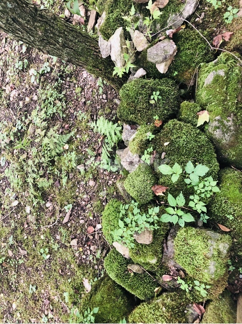초록,식물,이끼,한국,나무,산내음,숲,돌,풍경