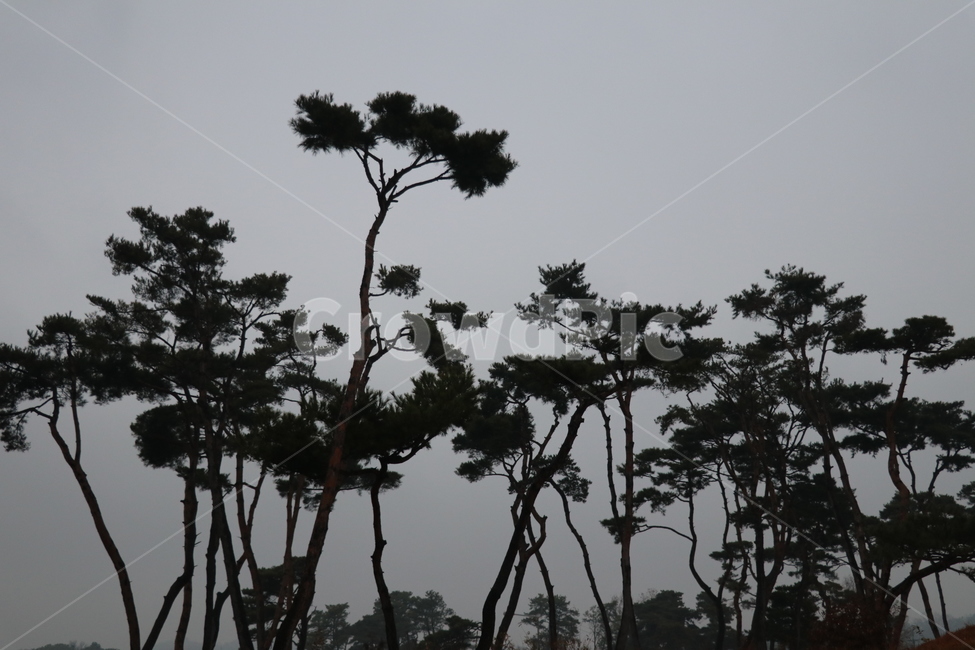 소나무,나무,송림,숲,소나무모습,자연,풍경,nature,landscape,식물,plants,나무,trees,wood,silhouette,실루엣,outdoors,옥외