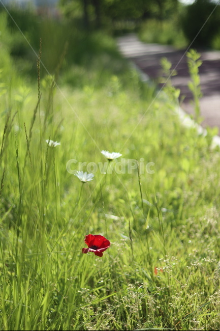 양귀비,빛,화려함,강렬함,고귀함,식물,자연,plants,nature,꽃,flower