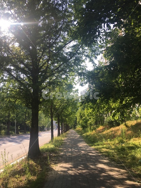 길,메타세콰이어길,가로수길,햇살비치는길,산책길