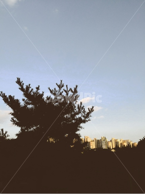 자연,nature,나무,하늘,풍경,tree