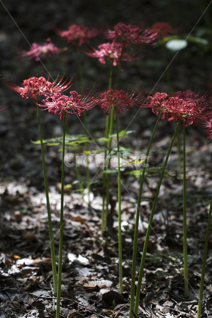 꽃무릇,상사화,꽃,식물,자연,여름,배경,식물,자연,plants,nature,꽃,flower