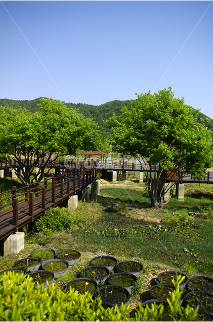 나무,풍경,풍광,초록,자연,나무길,길,color,숲,하늘,자연,풍경,nature,landscape,outdoors,옥외