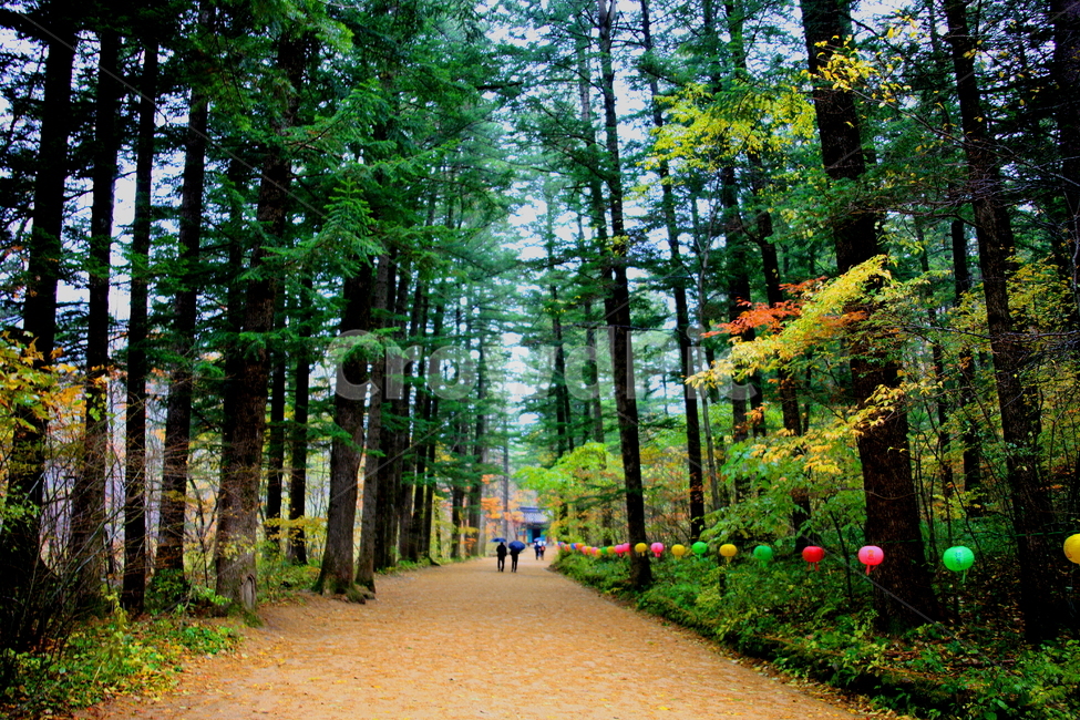 나무,길,숲길,풍경,자연,자연,풍경,nature,landscape,한국자연풍경,한국자연경관,korea nature landscape,식물,plants,나무,trees,wood,path,통로